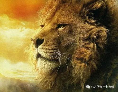 孤独亚洲雄狮视频,探寻野生狮子的生存困境与守护之路