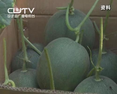 实时吃瓜网heml,揭秘娱乐圈最新热点，带你畅游八卦海洋